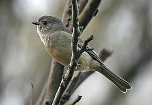 Female Golden Whistler